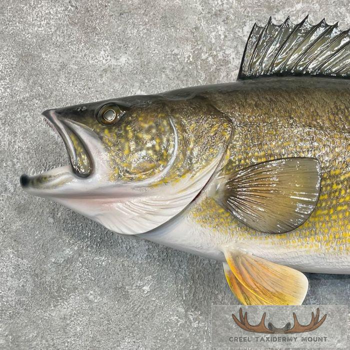 Walleye Taxidermy Fish Mount For Sale - Image 4