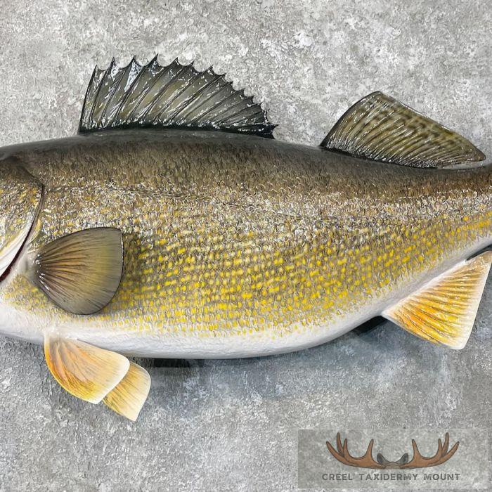 Walleye Taxidermy Fish Mount For Sale - Image 5