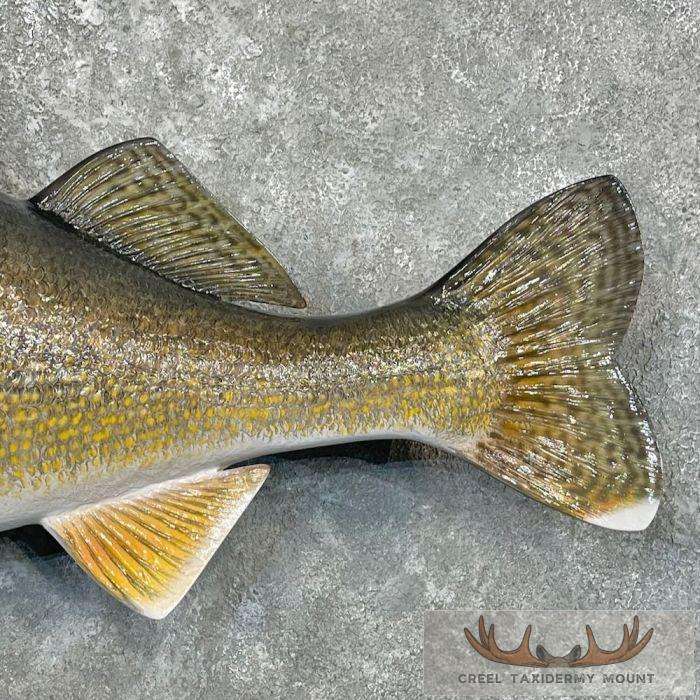 Walleye Taxidermy Fish Mount For Sale - Image 6