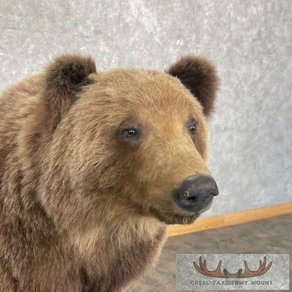 Grizzly Bear Life-Size Taxidermy Mount For Sale - Image 10