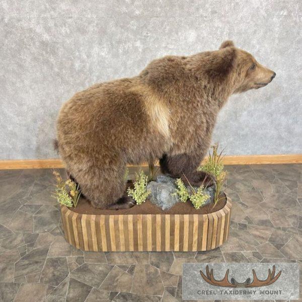 Grizzly Bear Life-Size Taxidermy Mount For Sale - Image 2