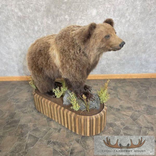Grizzly Bear Life-Size Taxidermy Mount For Sale - Image 3