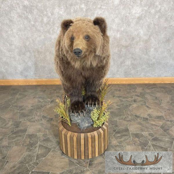 Grizzly Bear Life-Size Taxidermy Mount For Sale - Image 4
