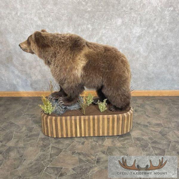 Grizzly Bear Life-Size Taxidermy Mount For Sale - Image 5