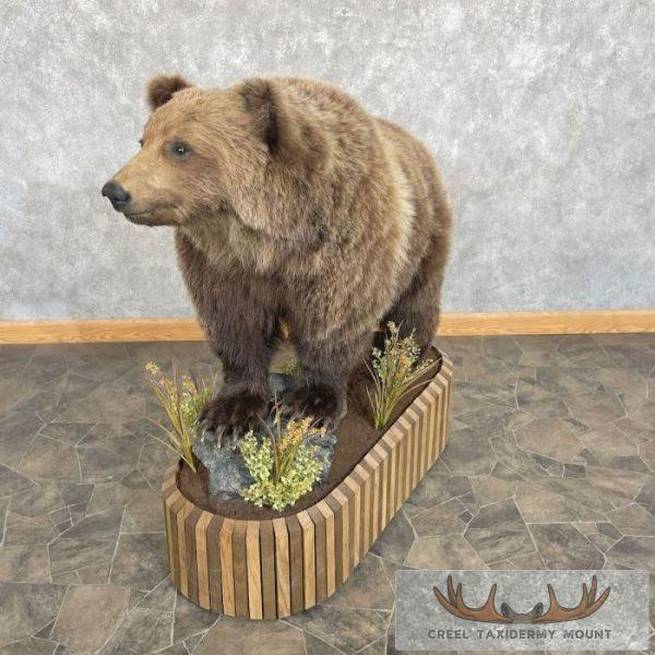 Grizzly Bear Life-Size Taxidermy Mount For Sale - Image 6
