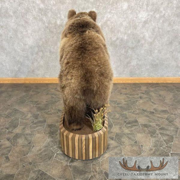 Grizzly Bear Life-Size Taxidermy Mount For Sale - Image 7