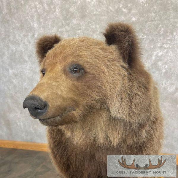 Grizzly Bear Life-Size Taxidermy Mount For Sale - Image 8
