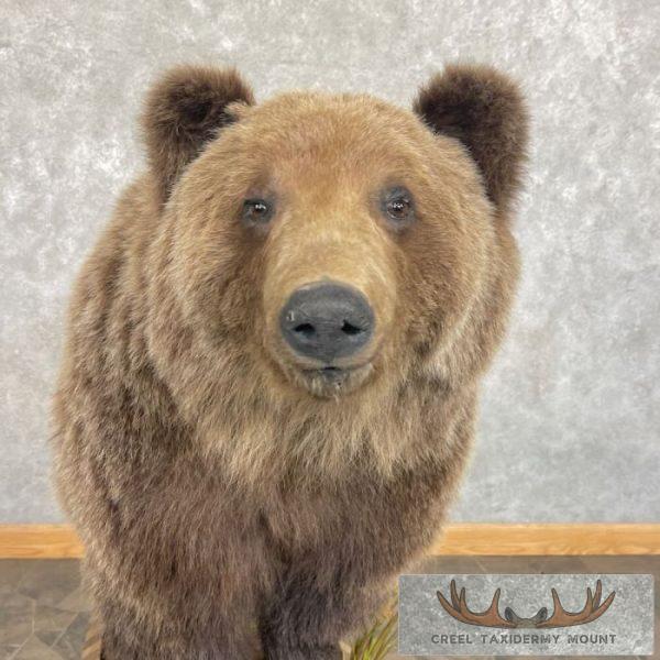 Grizzly Bear Life-Size Taxidermy Mount For Sale - Image 9