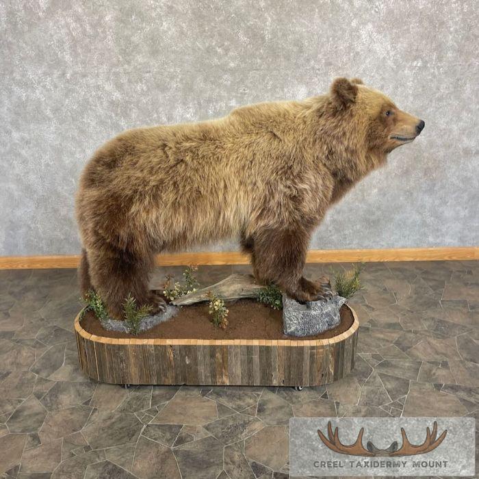 Toklat Grizzly Bear Taxidermy Mount For Sale - Image 2