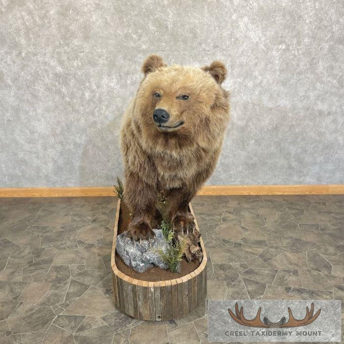 Toklat Grizzly Bear Taxidermy Mount For Sale - Image 3