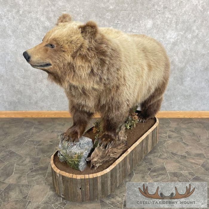 Toklat Grizzly Bear Taxidermy Mount For Sale - Image 4
