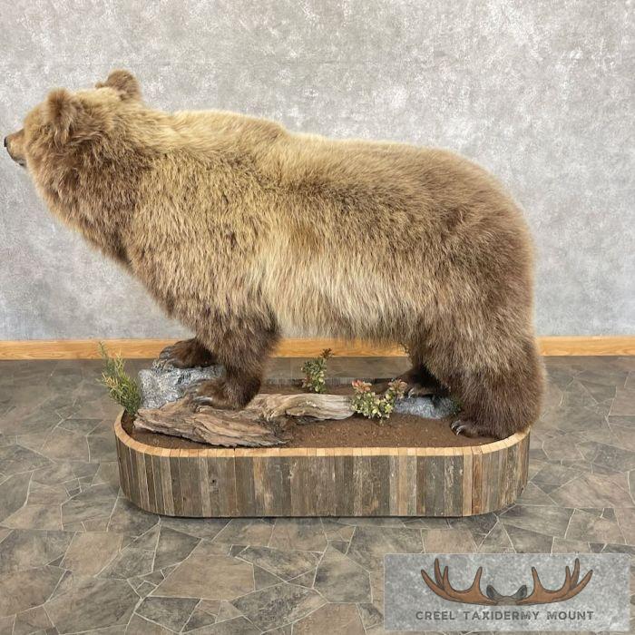 Toklat Grizzly Bear Taxidermy Mount For Sale - Image 5