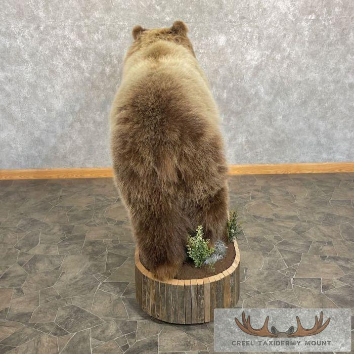 Toklat Grizzly Bear Taxidermy Mount For Sale - Image 6