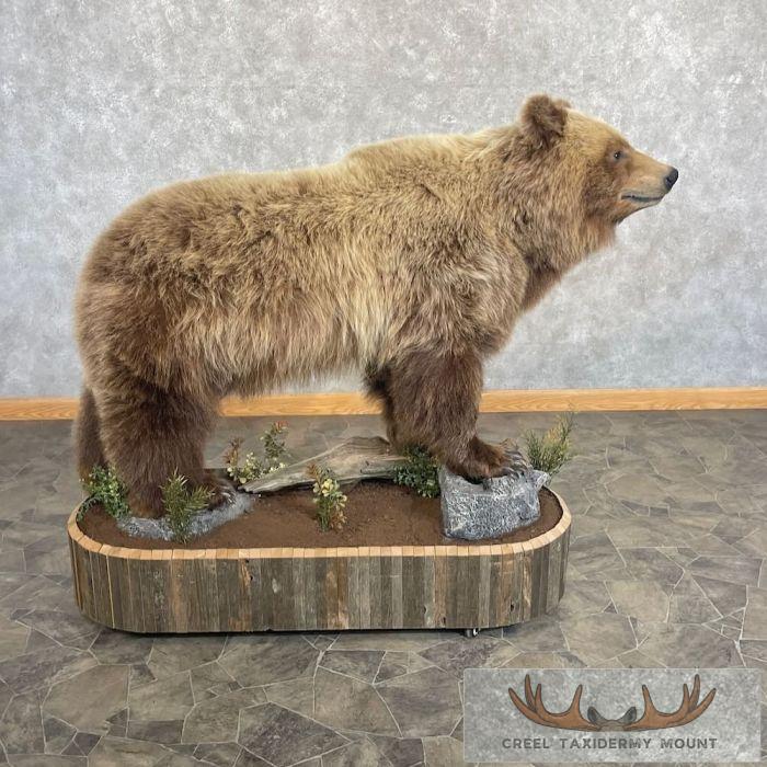 Toklat Grizzly Bear Taxidermy Mount For Sale - Image 7