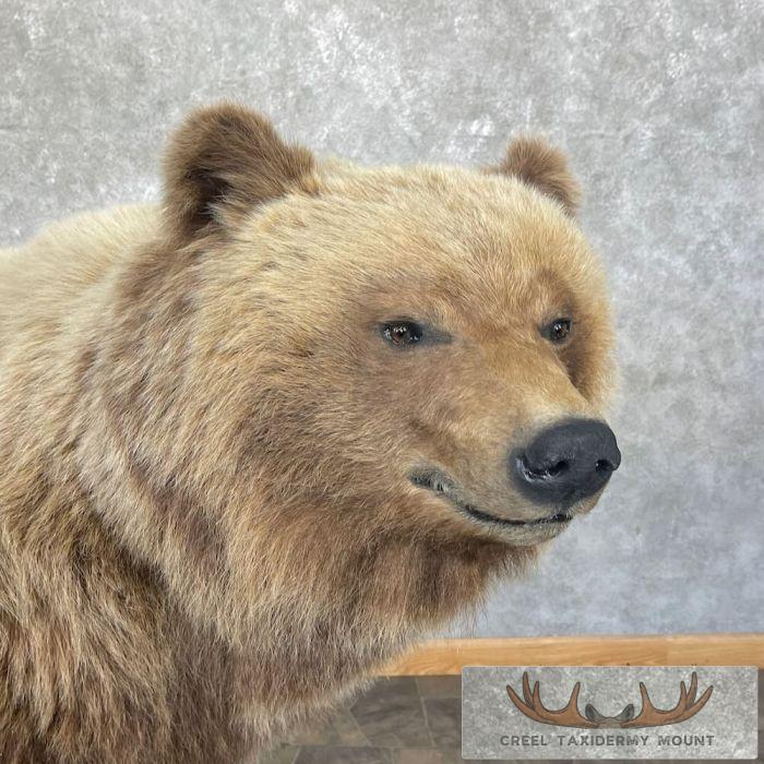 Toklat Grizzly Bear Taxidermy Mount For Sale - Image 8