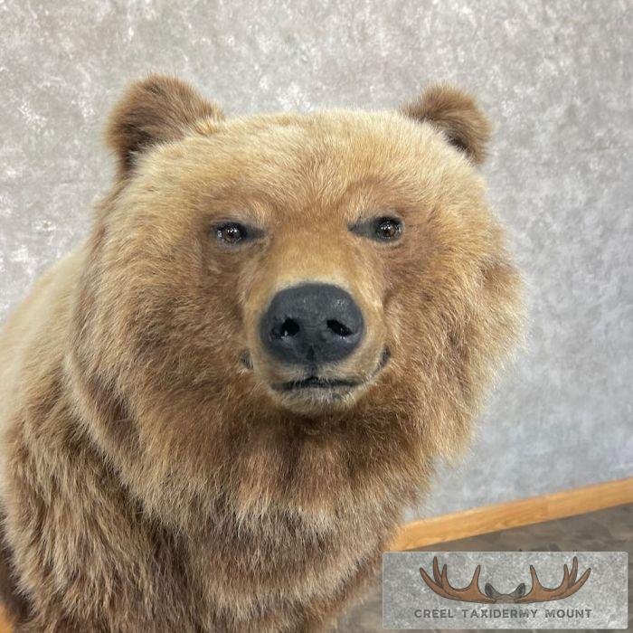 Toklat Grizzly Bear Taxidermy Mount For Sale - Image 9