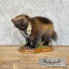 Alaskan Wolverine Taxidermy Mount For Sale - Image 2