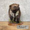 Alaskan Wolverine Taxidermy Mount For Sale - Image 3