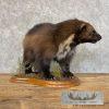 Alaskan Wolverine Taxidermy Mount For Sale - Image 4
