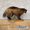 Alaskan Wolverine Taxidermy Mount For Sale - Image 5