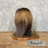 Alaskan Wolverine Taxidermy Mount For Sale - Image 6