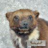 Alaskan Wolverine Taxidermy Mount For Sale - Image 7