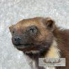 Alaskan Wolverine Taxidermy Mount For Sale - Image 8