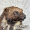 Alaskan Wolverine Taxidermy Mount For Sale - Image 9