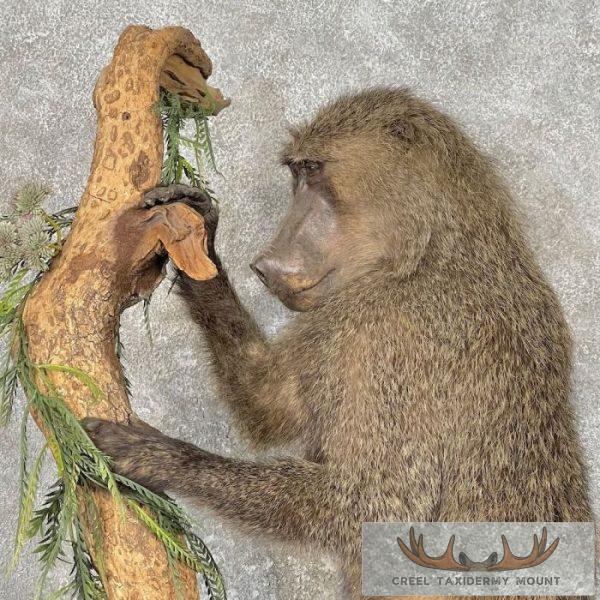 Chacma Baboon Taxidermy Life-Size Mount For Sale - Image 2