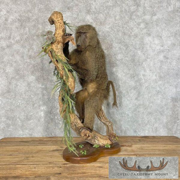 Chacma Baboon Taxidermy Life-Size Mount For Sale - Image 4