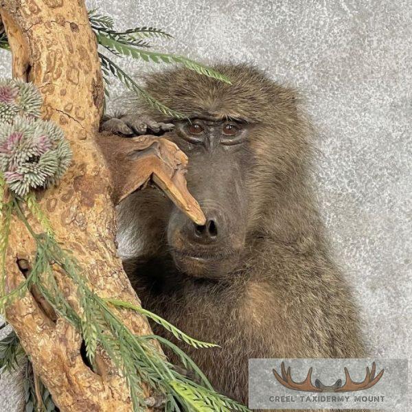 Chacma Baboon Taxidermy Life-Size Mount For Sale - Image 3