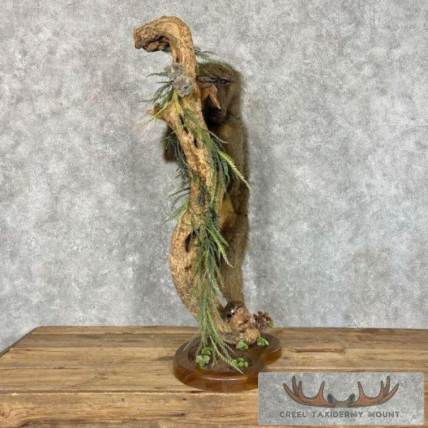 Chacma Baboon Taxidermy Life-Size Mount For Sale - Image 5