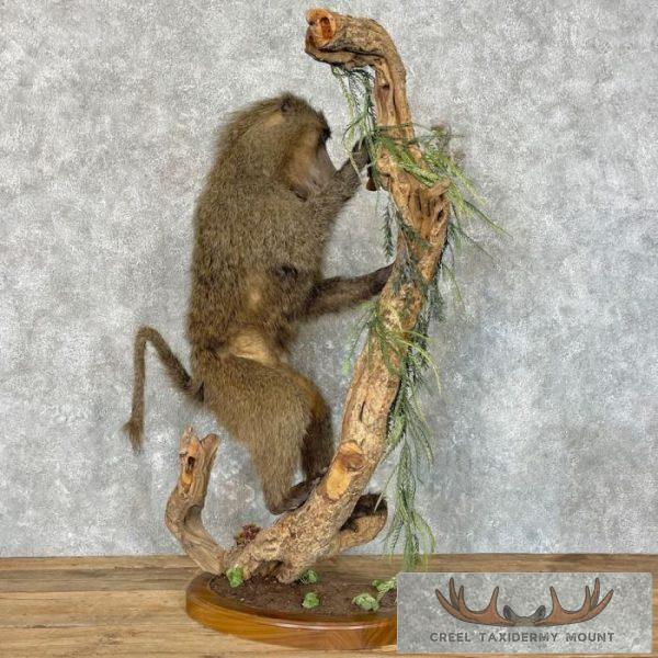 Chacma Baboon Taxidermy Life-Size Mount For Sale - Image 6