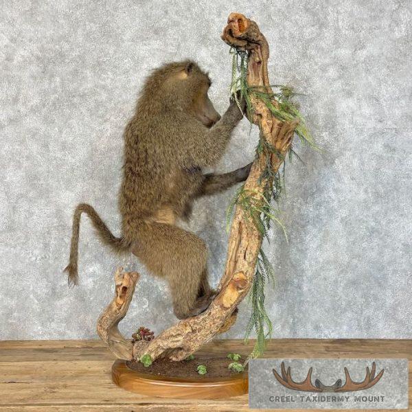 Chacma Baboon Taxidermy Life-Size Mount For Sale - Image 7