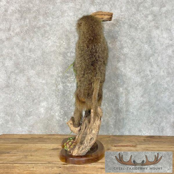 Chacma Baboon Taxidermy Life-Size Mount For Sale - Image 8