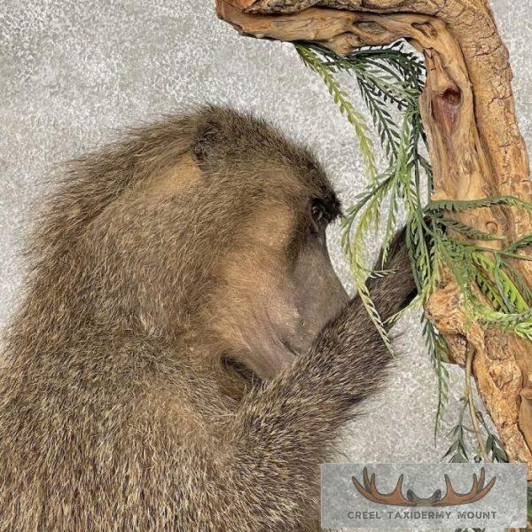 Chacma Baboon Taxidermy Life-Size Mount For Sale - Image 9