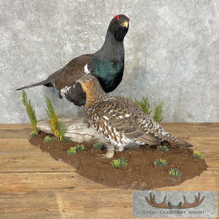 Western Capercaillie Pair Taxidermy Bird Mount For Sale - Image 10
