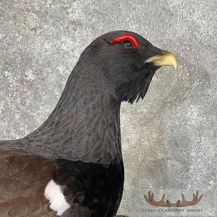 Western Capercaillie Pair Taxidermy Bird Mount For Sale - Image 2