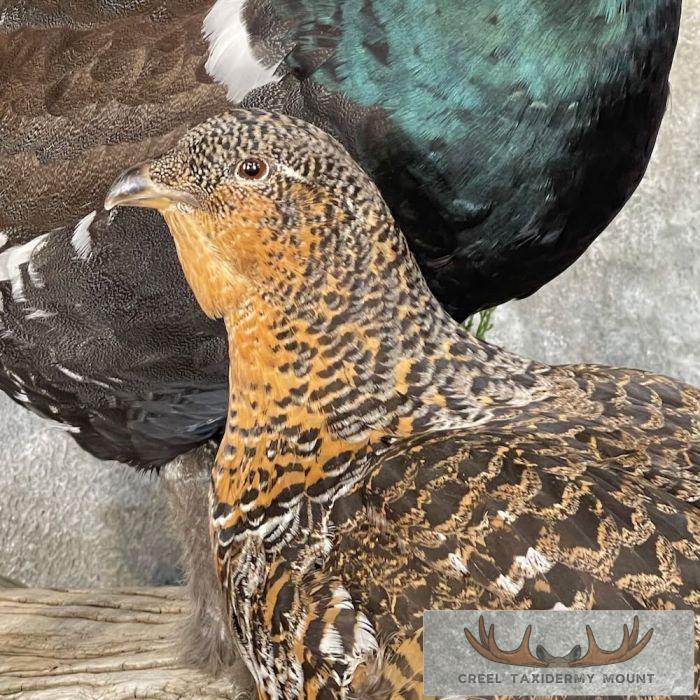 Western Capercaillie Pair Taxidermy Bird Mount For Sale - Image 3