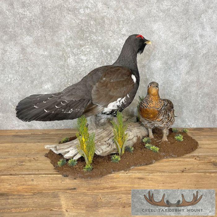 Western Capercaillie Pair Taxidermy Bird Mount For Sale - Image 4