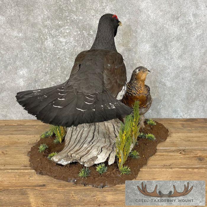 Western Capercaillie Pair Taxidermy Bird Mount For Sale - Image 5