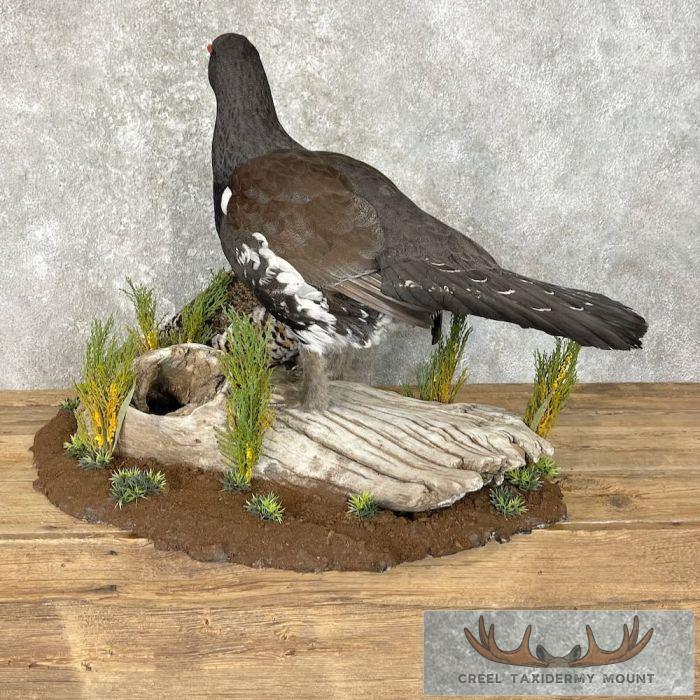 Western Capercaillie Pair Taxidermy Bird Mount For Sale - Image 6