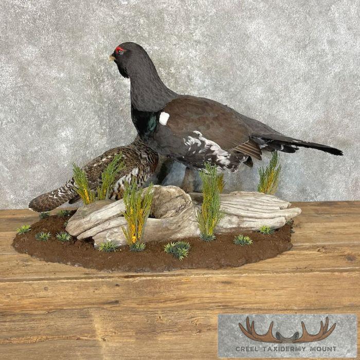 Western Capercaillie Pair Taxidermy Bird Mount For Sale - Image 7