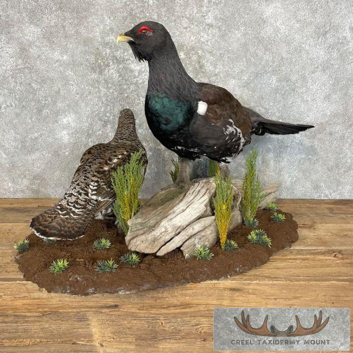 Western Capercaillie Pair Taxidermy Bird Mount For Sale - Image 8