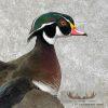 Wood Duck Taxidermy Bird Mount For Sale - Image 2