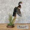 Wood Duck Taxidermy Bird Mount For Sale - Image 3