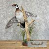 Wood Duck Taxidermy Bird Mount For Sale - Image 4