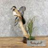 Wood Duck Taxidermy Bird Mount For Sale - Image 6