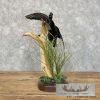 Wood Duck Taxidermy Bird Mount For Sale - Image 7