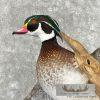 Wood Duck Taxidermy Bird Mount For Sale - Image 5